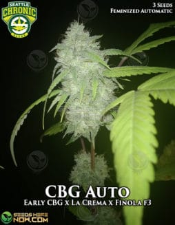 Seattle Chronic Seeds - CBG Auto {AUTOFEM} [3pk]seattle-chronic-seeds-cbg-auto