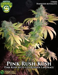 Pink Rush Kush 1:1 (Autoflower) - Seattle Chronic Seeds