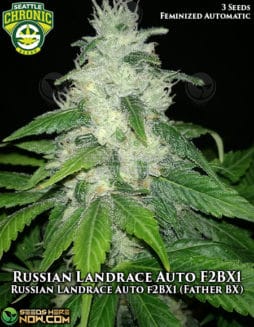 Seattle Chronic Seeds - Russian Landrace Auto F2BX1 {AUTOFEM} [3pk]seattle-chronic-seeds-russian-landrace