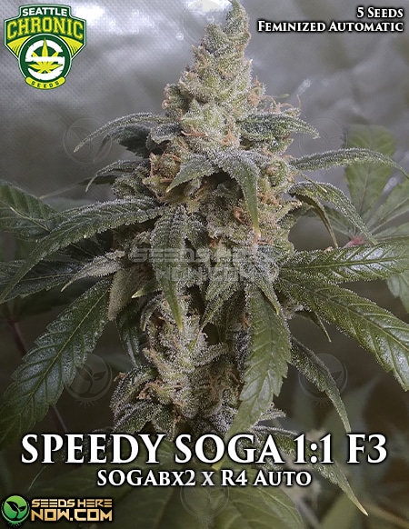 Seattle-chronic-seeds-speedy-soga