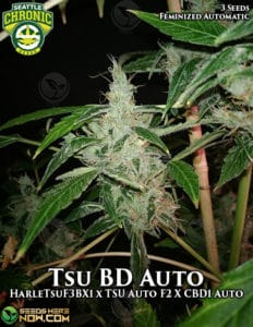 TSU.BD Auto F3 (Autoflower) - Seattle Chronic Seeds
