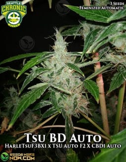 Seattle Chronic Seeds - TSU.BD Auto F3 {AUTOFEM} [3pk]seattle-chronic-seeds-tsu-bd
