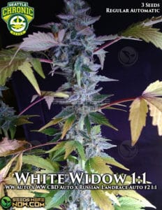 White Widow 1:1 (Regular) - Seattle Chronic Seeds