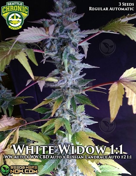 Seattle-Chronic-Seeds-White-Widow