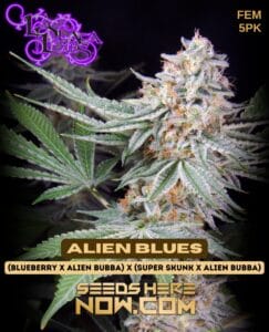 Alien Blues (Feminized) (space) La Plata Labs