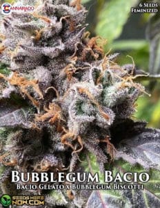 Bubblegum Bacio (Feminized) - Cannarado Genetics