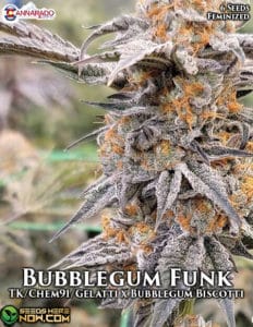 Bubblegum Funk (Feminized) - Cannarado Genetics