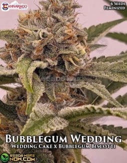 Cannarado Genetics - Bubblegum Wedding {FEM} [6pk]cannarado-genetics-bubblegum-wedding-fem