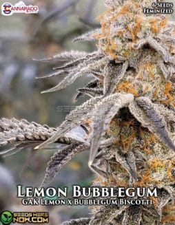 Cannarado Genetics - Lemon Bubblegum {FEM} [6pk]cannarado-genetics-lemon-bubblegum-fem