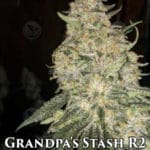 Grandpa's Stash R2 (Feminized) - Ethos Genetics