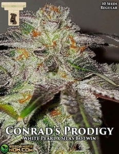 Conrad's Prodigy (regular) - Gibbskutz Genetics