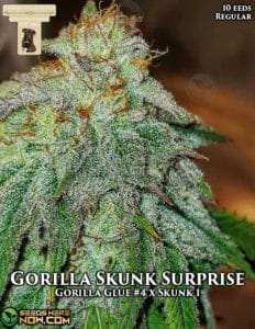 Gorilla skunk surprise (regular) - gibbskutz genetics