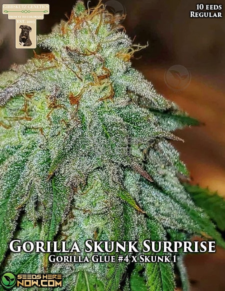 Gibbs-kutz-genetics-gorilla-skunk-surprise