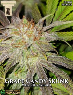 GibbsKutz Genetics - Grape Candy Skunk {REG} [10pk]gibbs-kutz-genetics-grape-candy-skunk