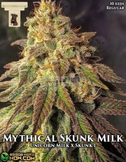 GibbsKutz Genetics - Mythical Skunk Milk {REG} [10pk]gibbs-kutz-genetics-mythical-skunk-milk