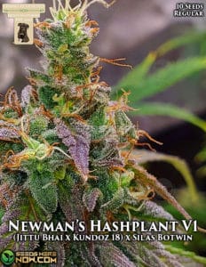 Newman's Hashplant V1 (regular) - Gibbskutz Genetics