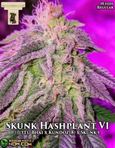 Skunk hashplant v1 (regular) - gibbskutz genetics