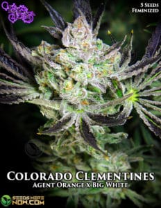 Colorado Clementines (feminized) - La Plata Labs