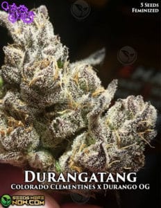 Durangatang (feminized) - La Plata Labs