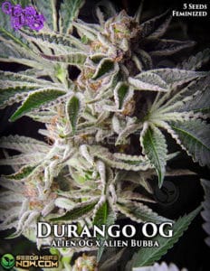 Durango Og (feminized) - La Plata Labs