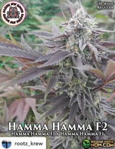 Hamma Hamma F2 (regular) - Pacific Northwest Roots