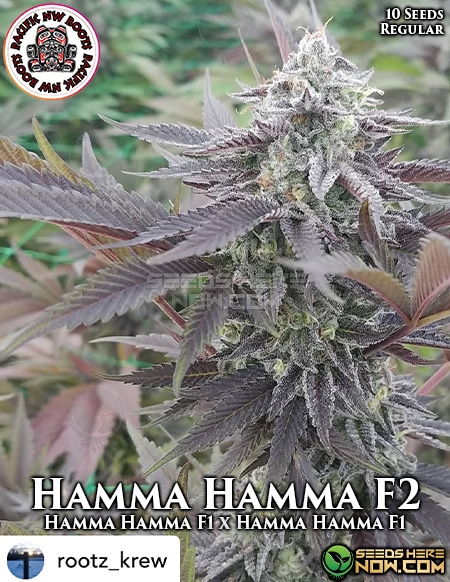 Hamma Hamma F2