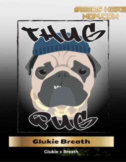Glukie Breath (Regular) (space) Thug Pug Genetics