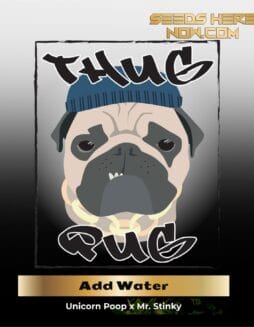 Add Water (Regular) (space) Thug Pug Genetics