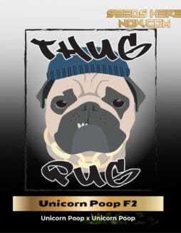 Unicorn Poop F2 (Regular) (space) Thug Pug Genetics