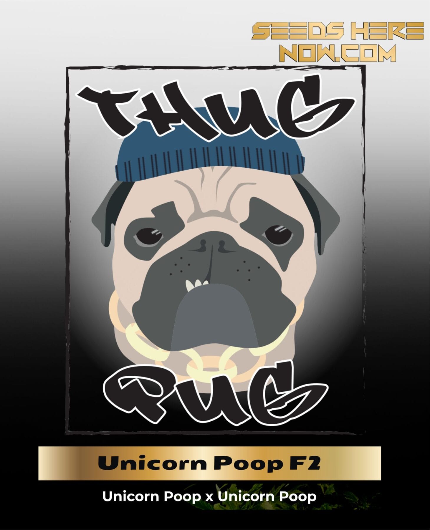 Unicorn Poop F2 (Regular) - Thug Pug Genetics