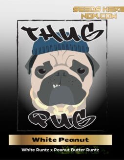 White Peanut (Regular) (space) Thug Pug Genetics