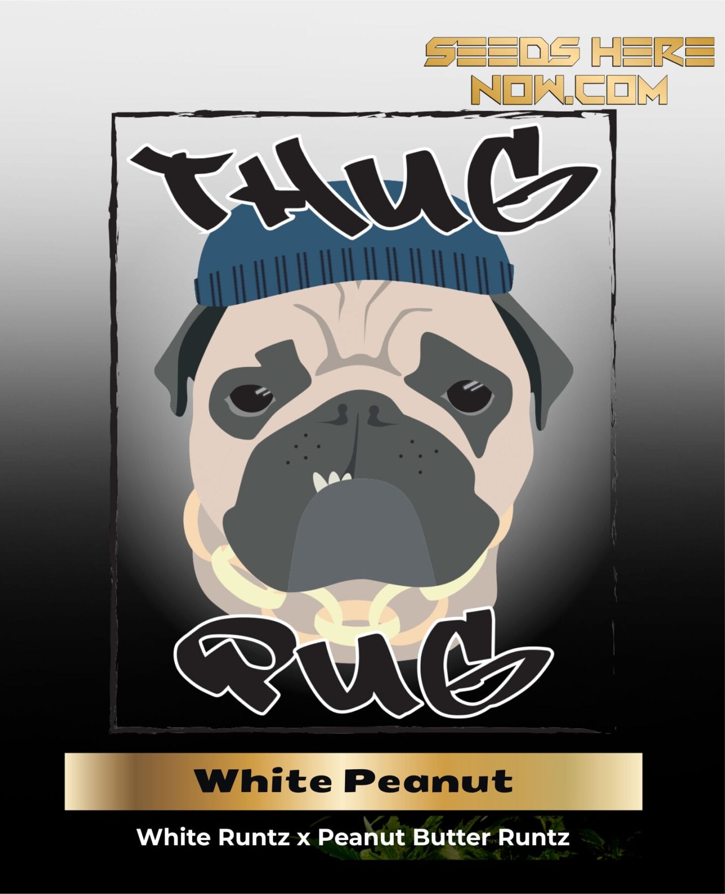 White Peanut (Regular) - Thug Pug Genetics
