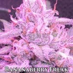 Bananaberry Freak (Regular) - Cannabis Research Seed Co