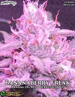 Cannabis Research Seed Co - Bananaberry Freak {REG} [12pk]cannabis-research-co-bananaberry-freak