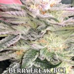 BerryFreak BC1 (Regular) - Cannabis Research Seed Co