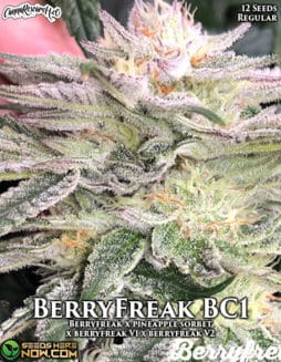 Cannabis Research Seed Co - BerryFreak BC1 {REG} [12pk]Cannabis-research-co-berryfreak-bc1