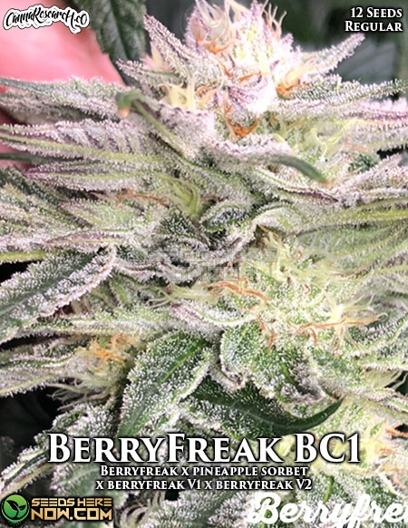 Cannabis-Research-Co-Berryfreak-Bc1