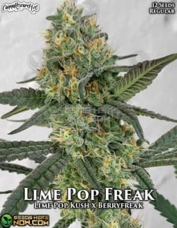 Cannabis Research Seed Co - Lime Pop Freak {REG} [12pk]lime pop freak