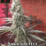Saka Souffle (Regular) - Irie Genetics