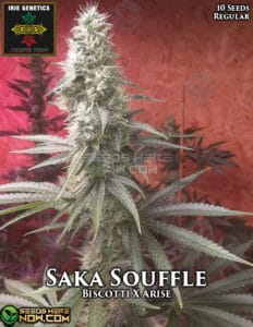 Saka Souffle (Regular) - Irie Genetics