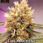 The Machine (Regular) - Irie Genetics