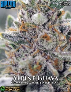 Alpine Guava (Regular) - Sin City Seeds