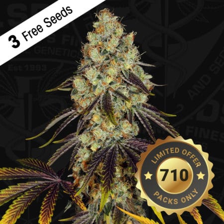 2 T.h.seeds - Product-710-special-french-cookies