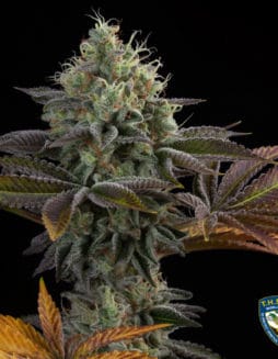 French Cookies Bonus Pack (Feminized) (space) T.H. SeedsFrench Cookies 710 Bonus Pack (Feminized) (space) T.H. Seeds