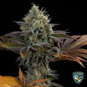 French Cookies 710 Bonus Pack (Feminized) (space) T.H. Seeds