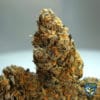 French Cookies 710 Bonus Pack (Feminized) (space) T.H. Seeds