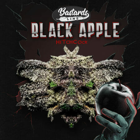 Black Apple Hitchcock2