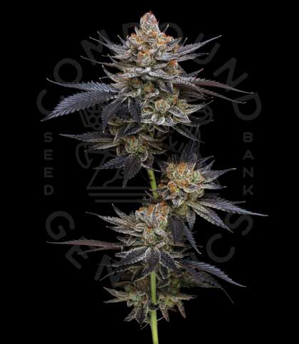 LOA-2_3_CG_WATERMARK