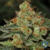 Bubblegum Bonus Pack (Feminized) (space) T.H. Seeds
