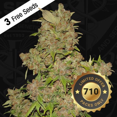 T.h.seeds - Mob-710-1Special-Product